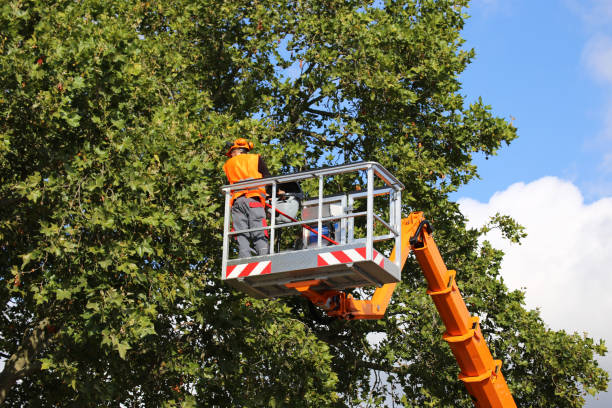 How Our Tree Care Process Works  in  Milan, IN