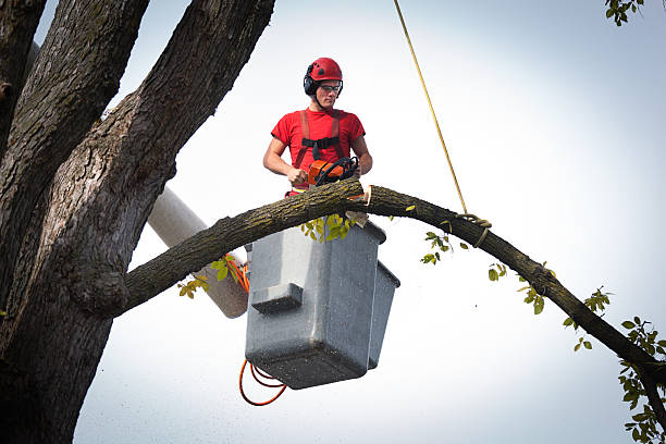 Milan, IN Tree Services Company